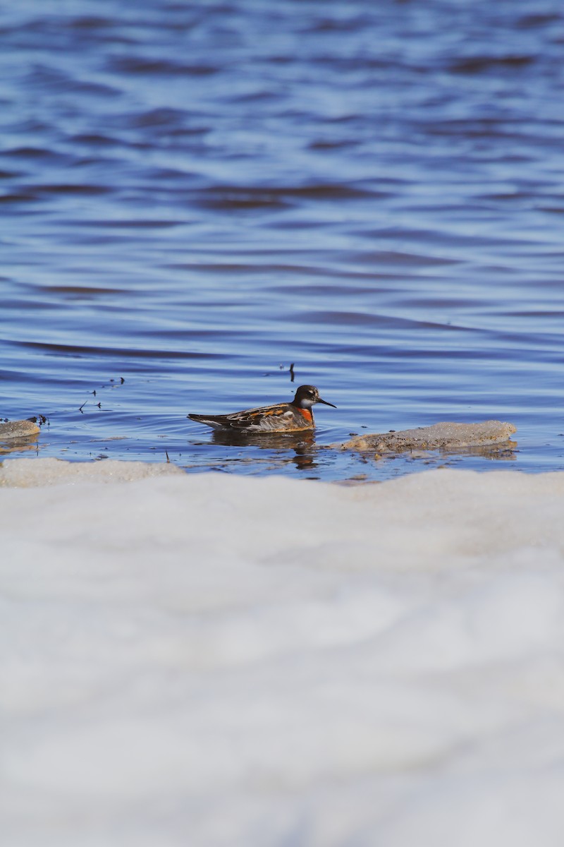 Red-necked Phalarope - ML620049780