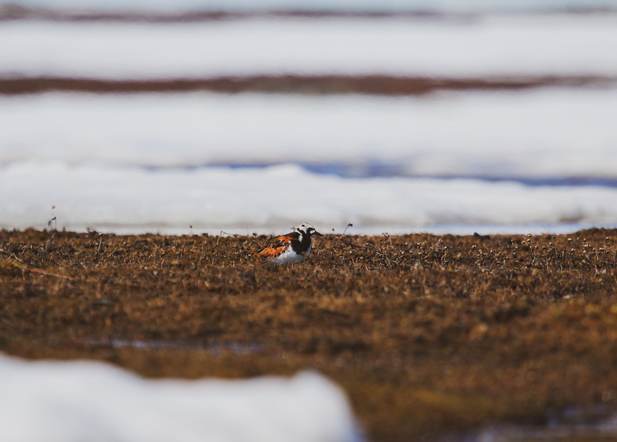 Ruddy Turnstone - ML620049785