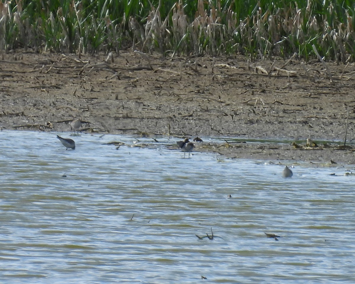 Weißbürzel-Strandläufer - ML620049806