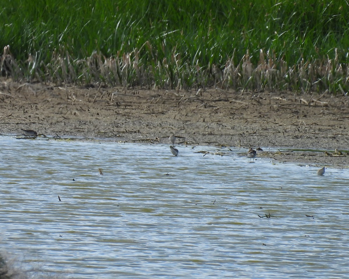 Weißbürzel-Strandläufer - ML620049809