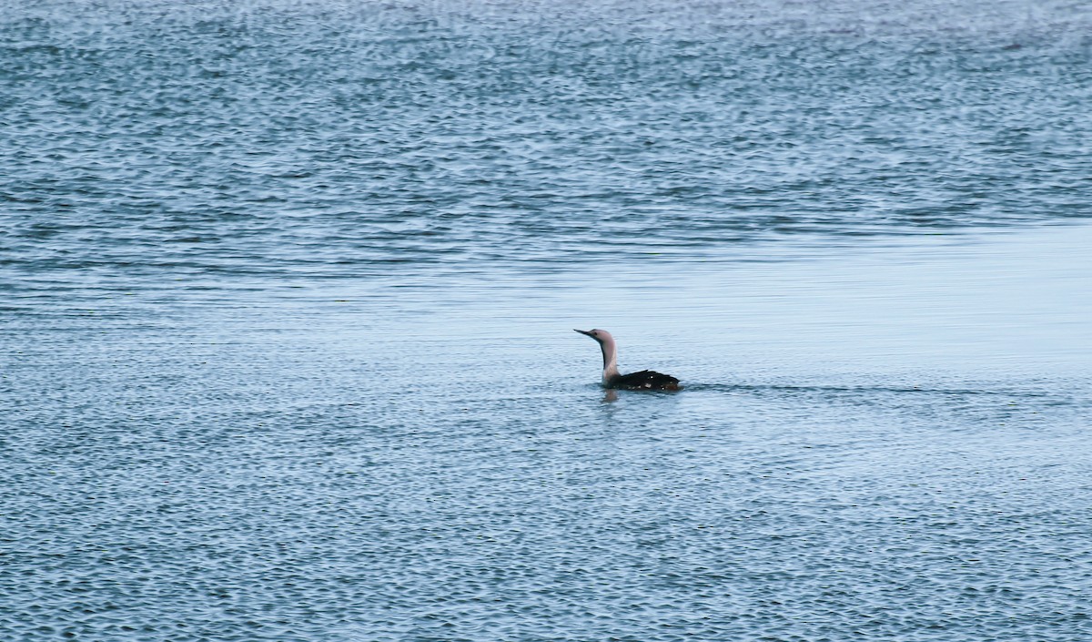 Red-throated Loon - ML620049819