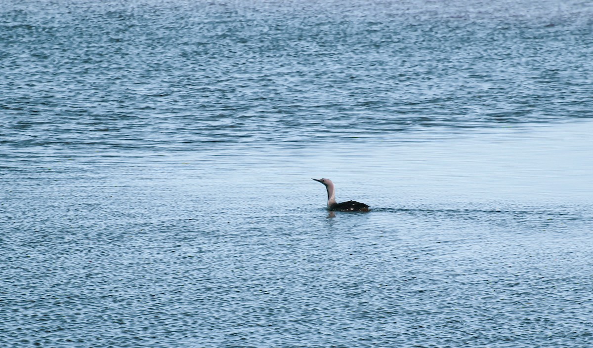 Plongeon catmarin - ML620049819