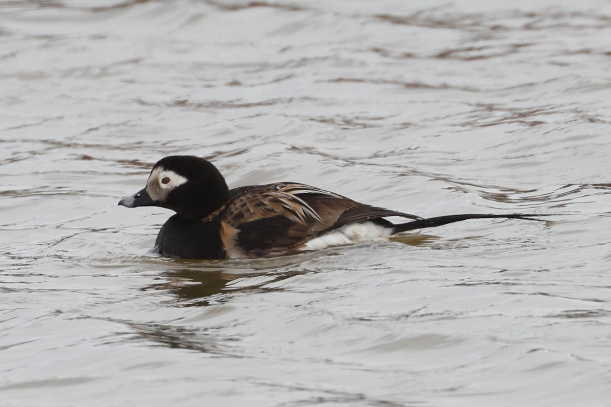 Long-tailed Duck - ML620049828