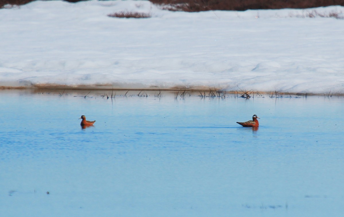 Red Phalarope - ML620049832