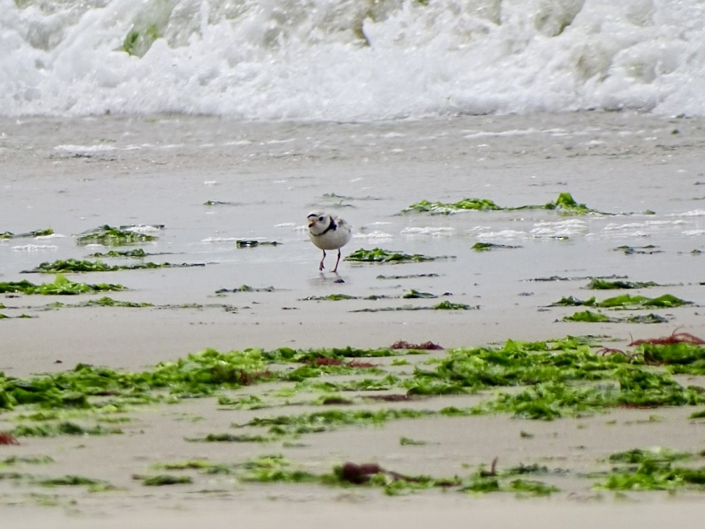 Piping Plover - ML620049834