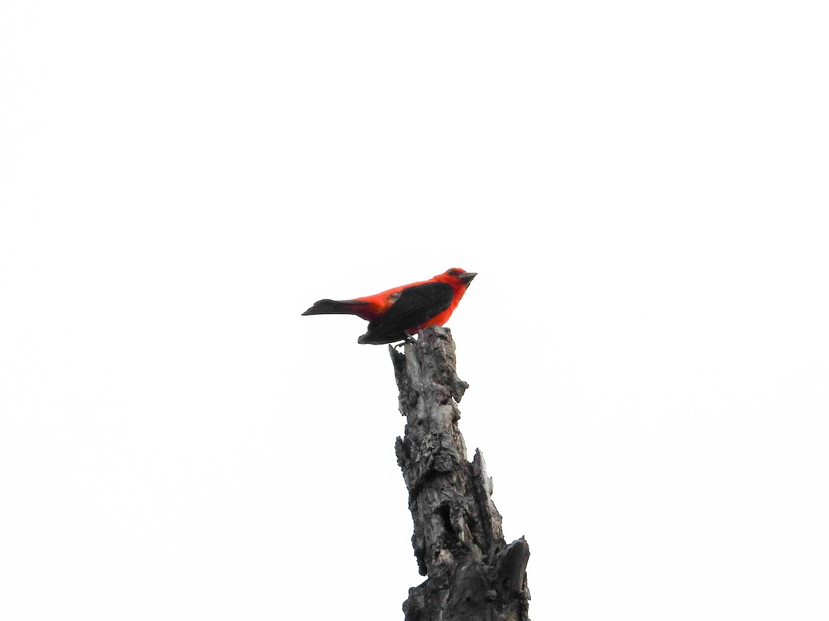 Scarlet Tanager - ML620049840