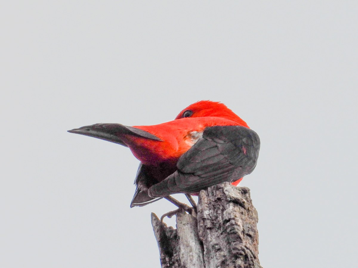 Scarlet Tanager - ML620049841