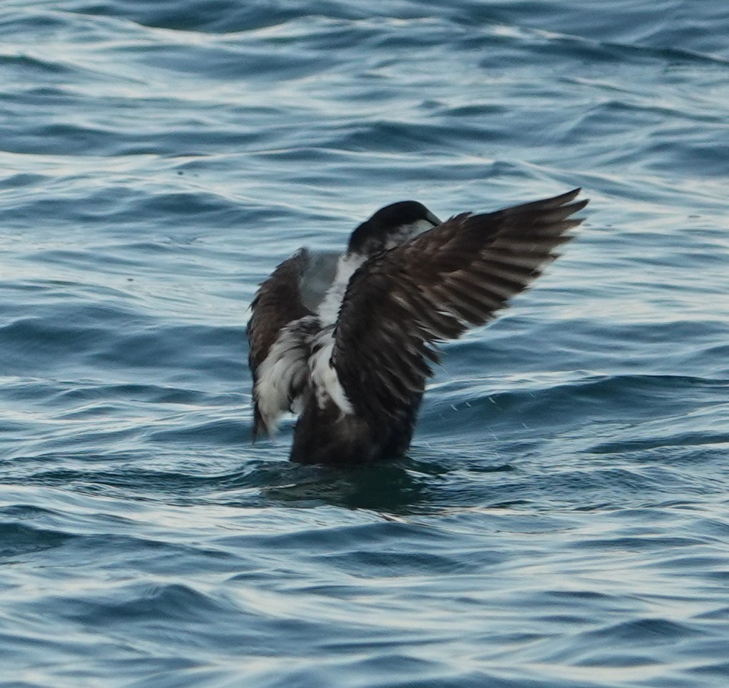 Common Eider - ML620049844