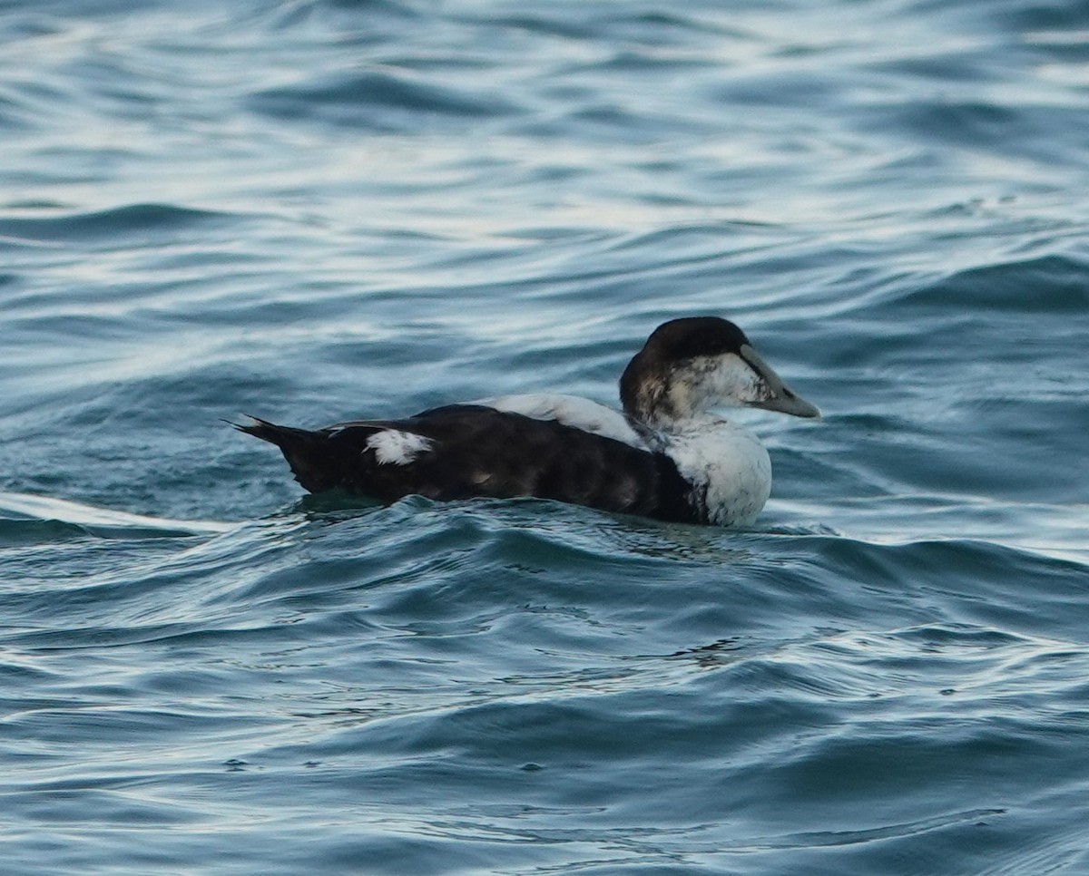 Common Eider - ML620049845