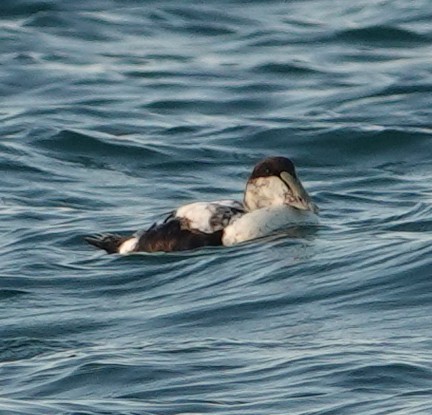 Common Eider - ML620049846