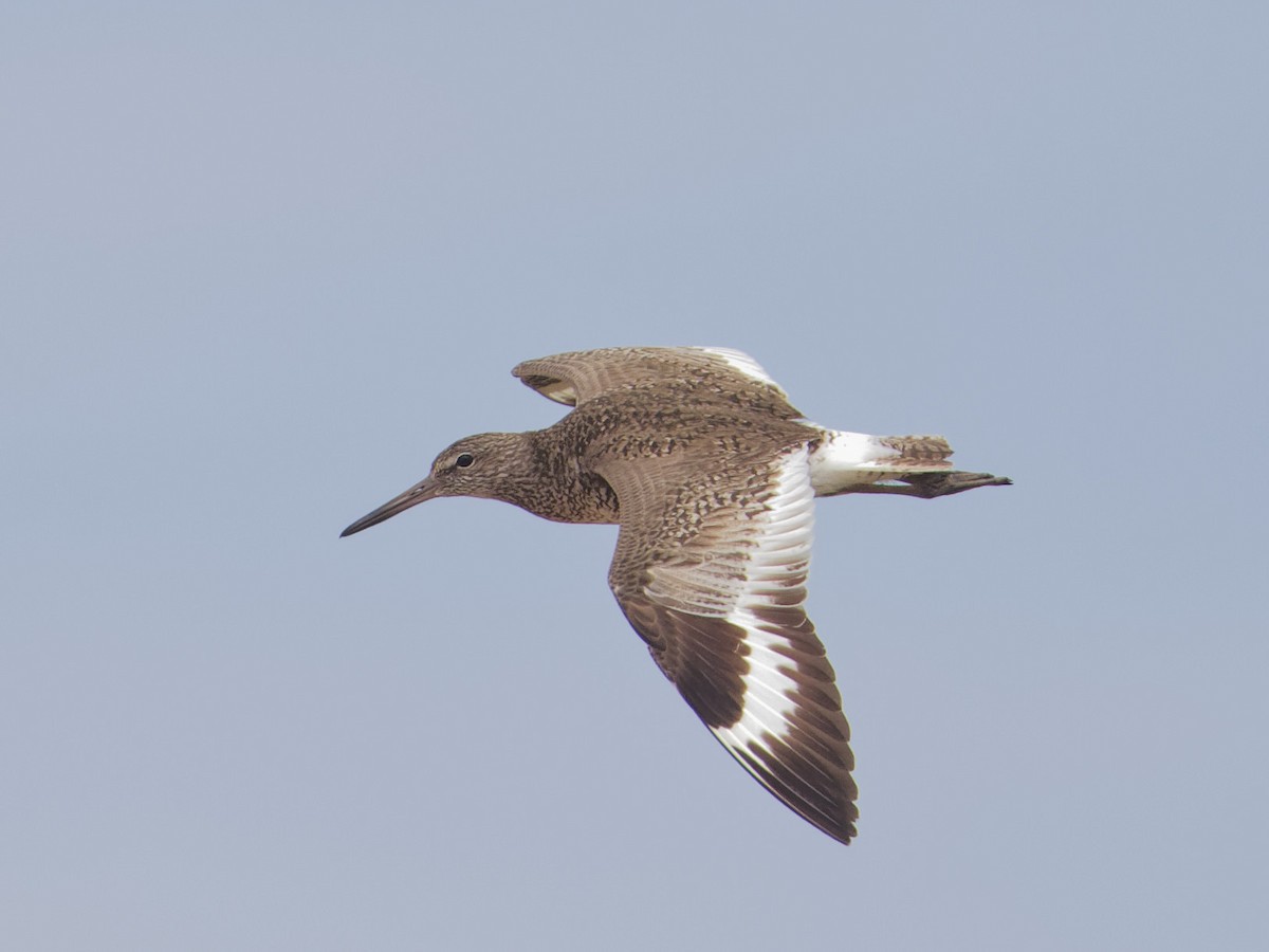 Willet (Eastern) - ML620049872