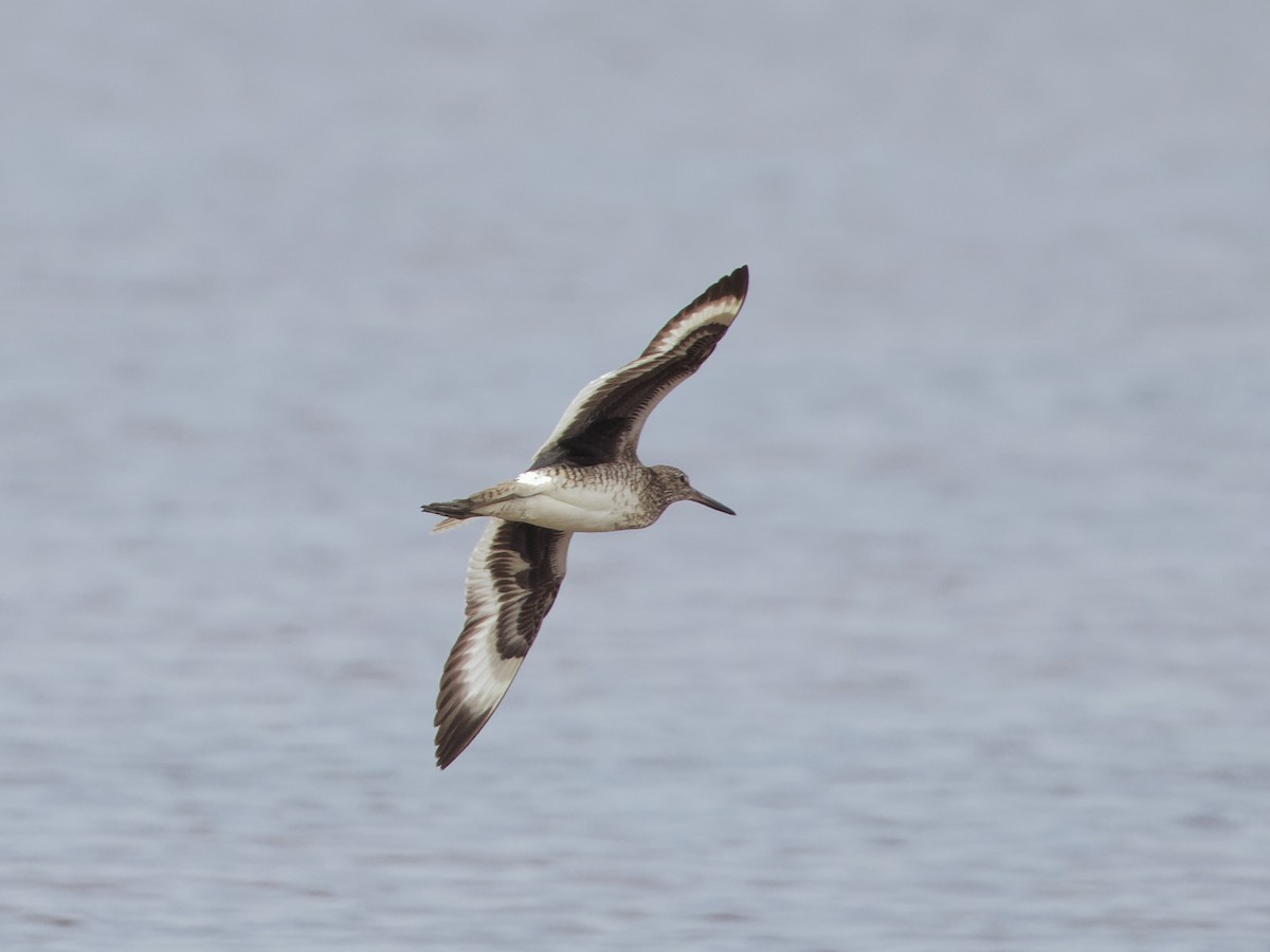 Willet (Eastern) - ML620049876