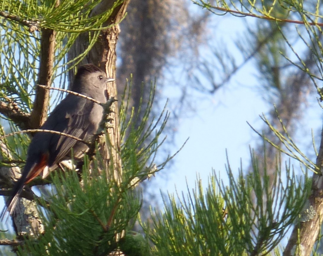 Gray Catbird - ML620049886