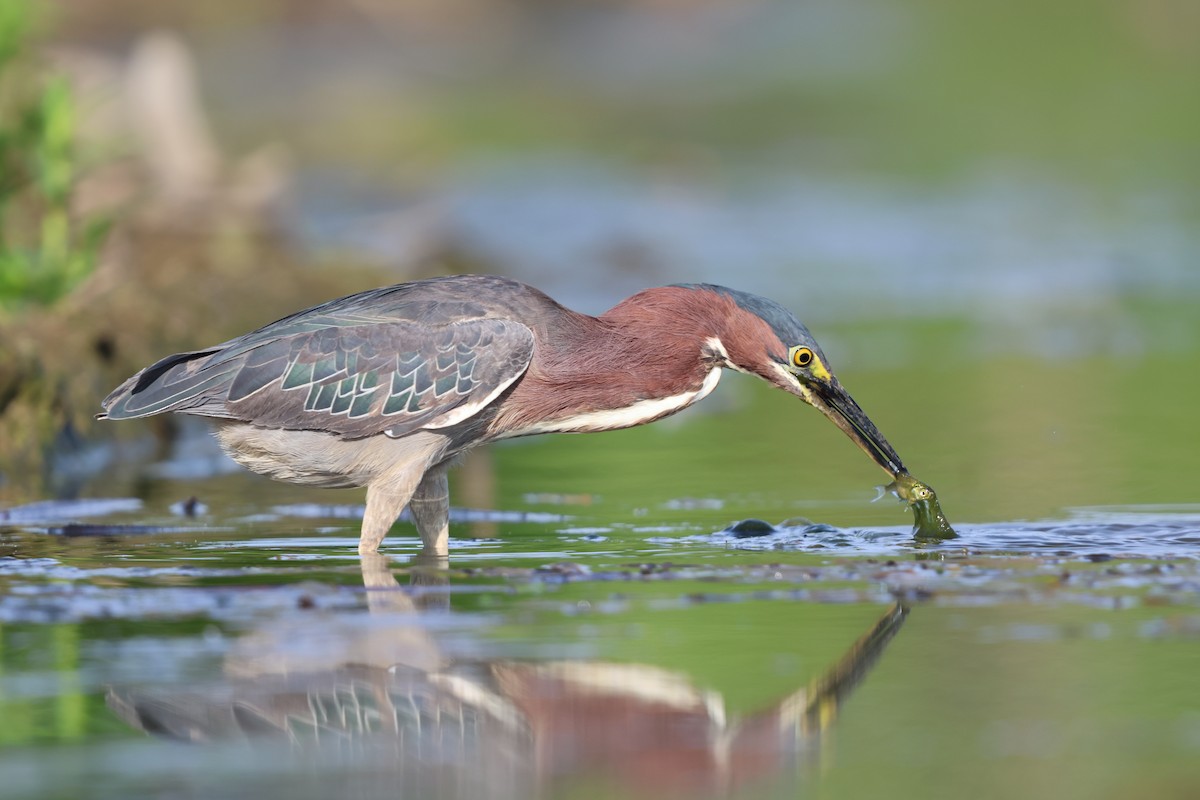 Green Heron - ML620049898