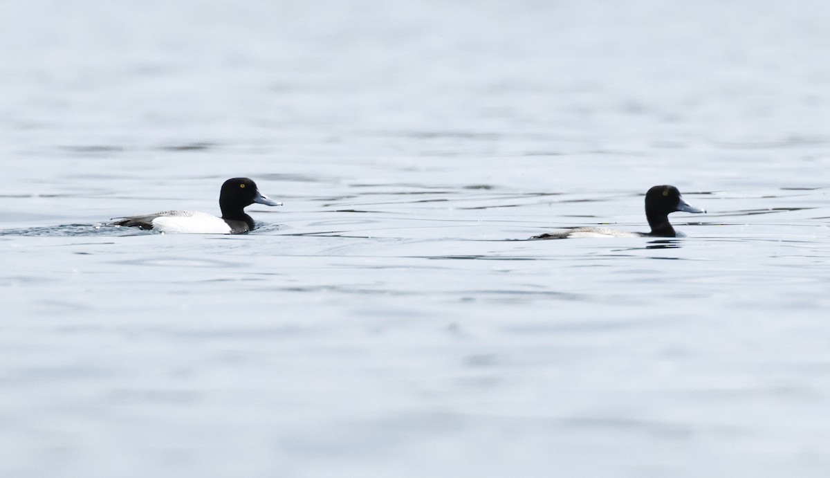 Greater Scaup - ML620049905