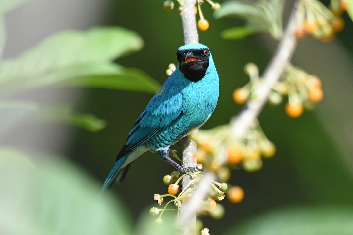 Swallow Tanager - ML620049920