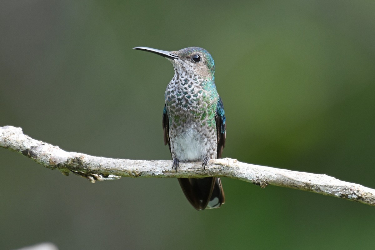 White-necked Jacobin - ML620049930