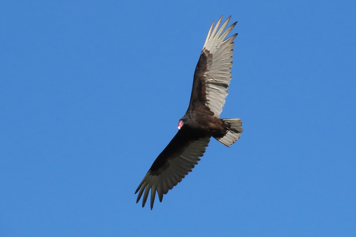 Turkey Vulture - ML620049931