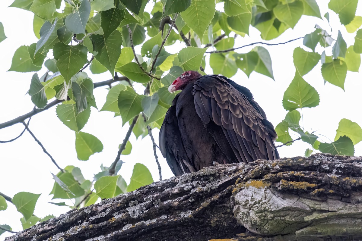 Turkey Vulture - ML620049934