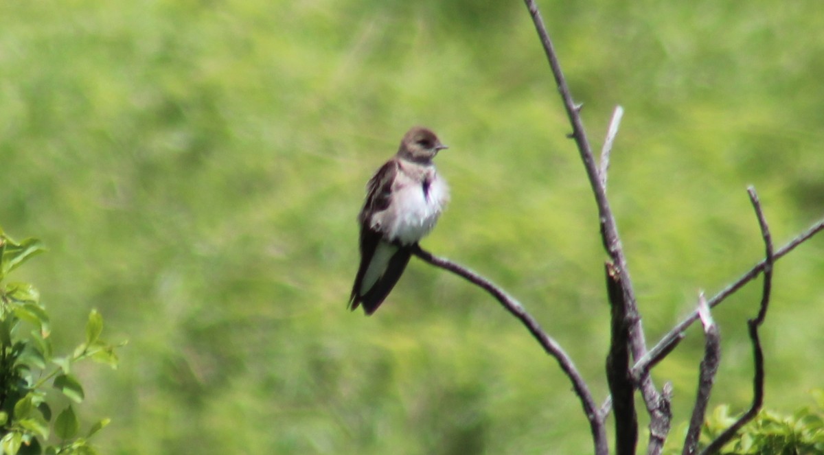 Northern Rough-winged Swallow - ML620049942