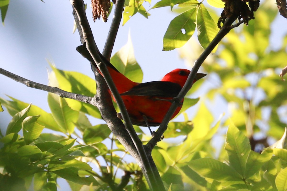 Scarlet Tanager - ML620049946