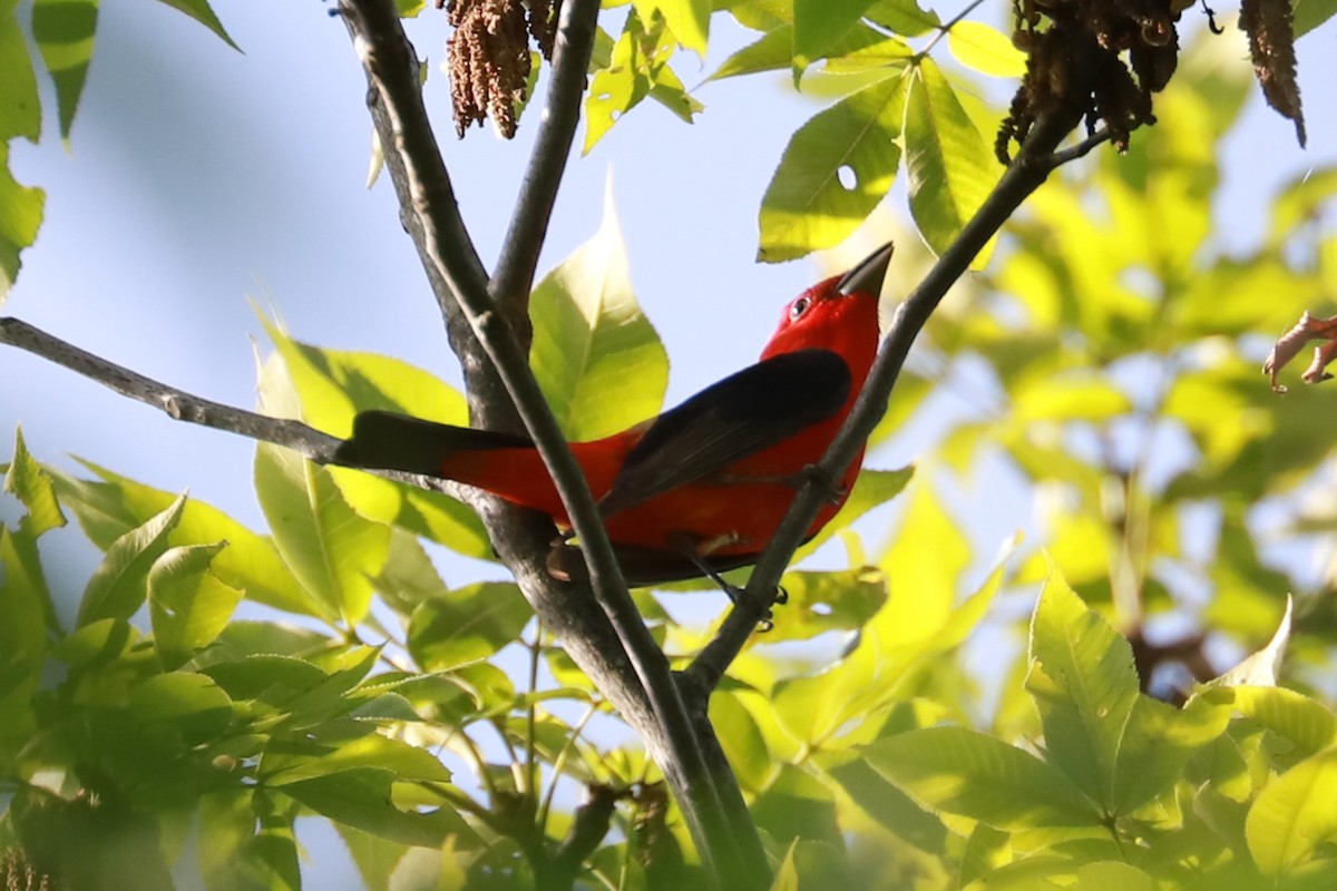 Scarlet Tanager - ML620049947