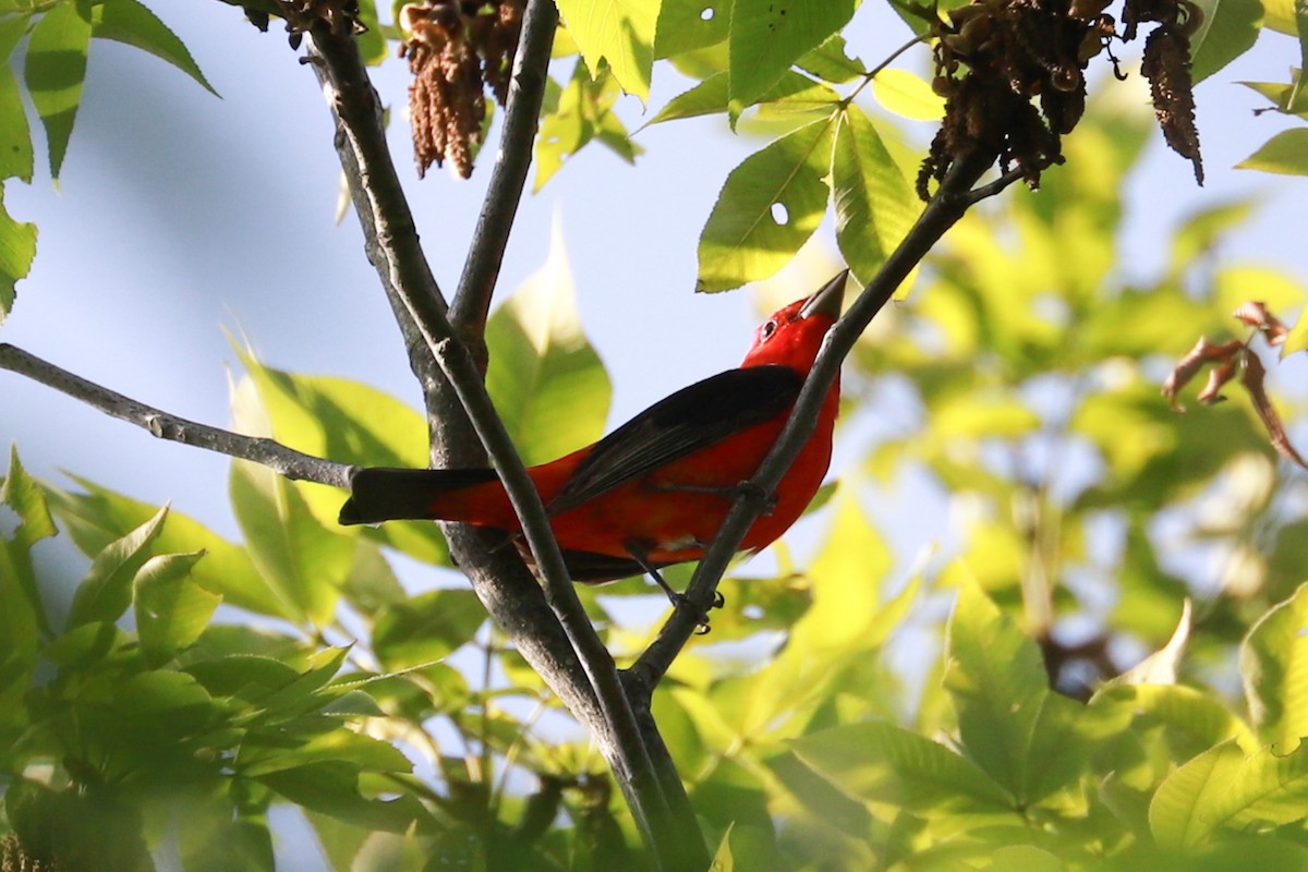 Scarlet Tanager - ML620049948