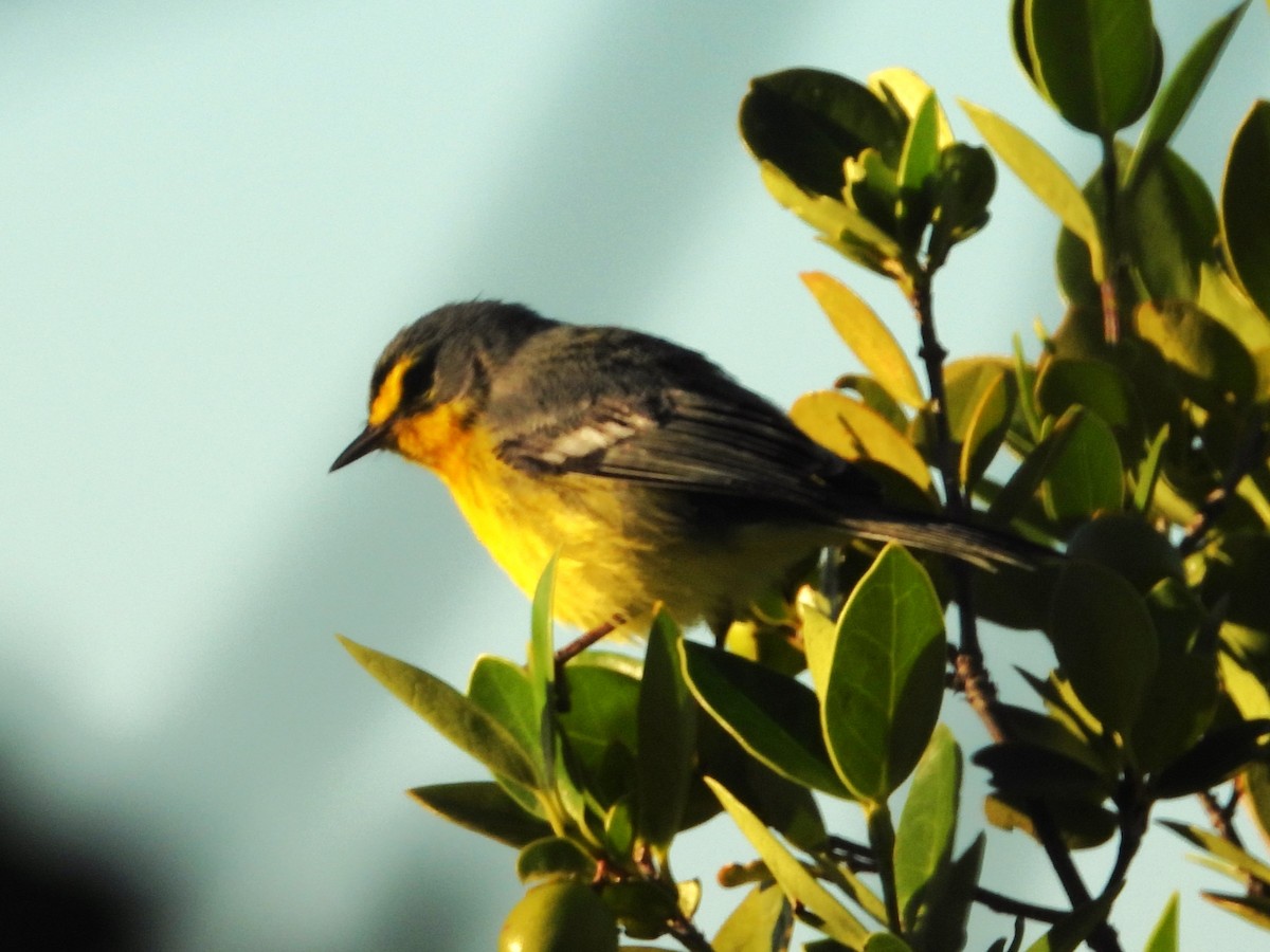 Adelaide's Warbler - ML620049956