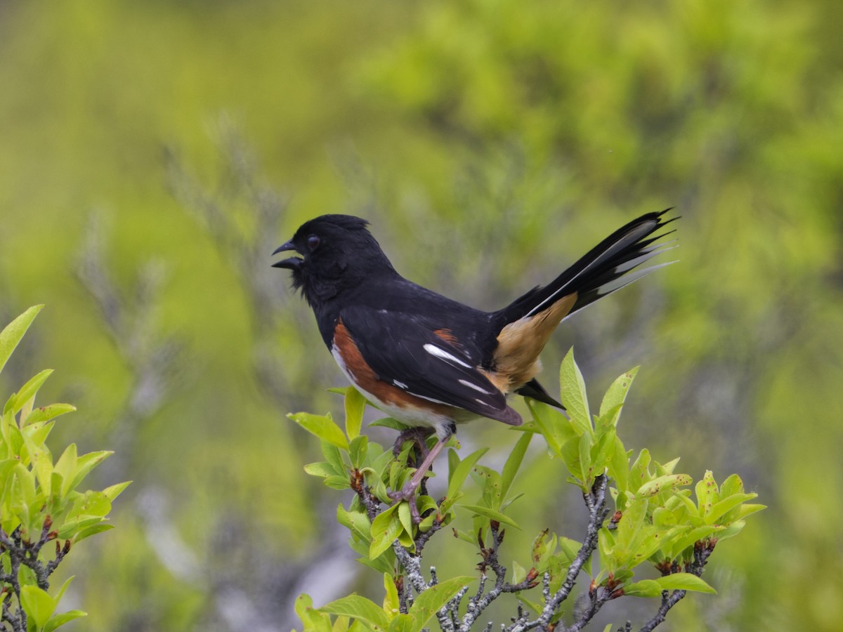 Eastern Towhee - ML620049958