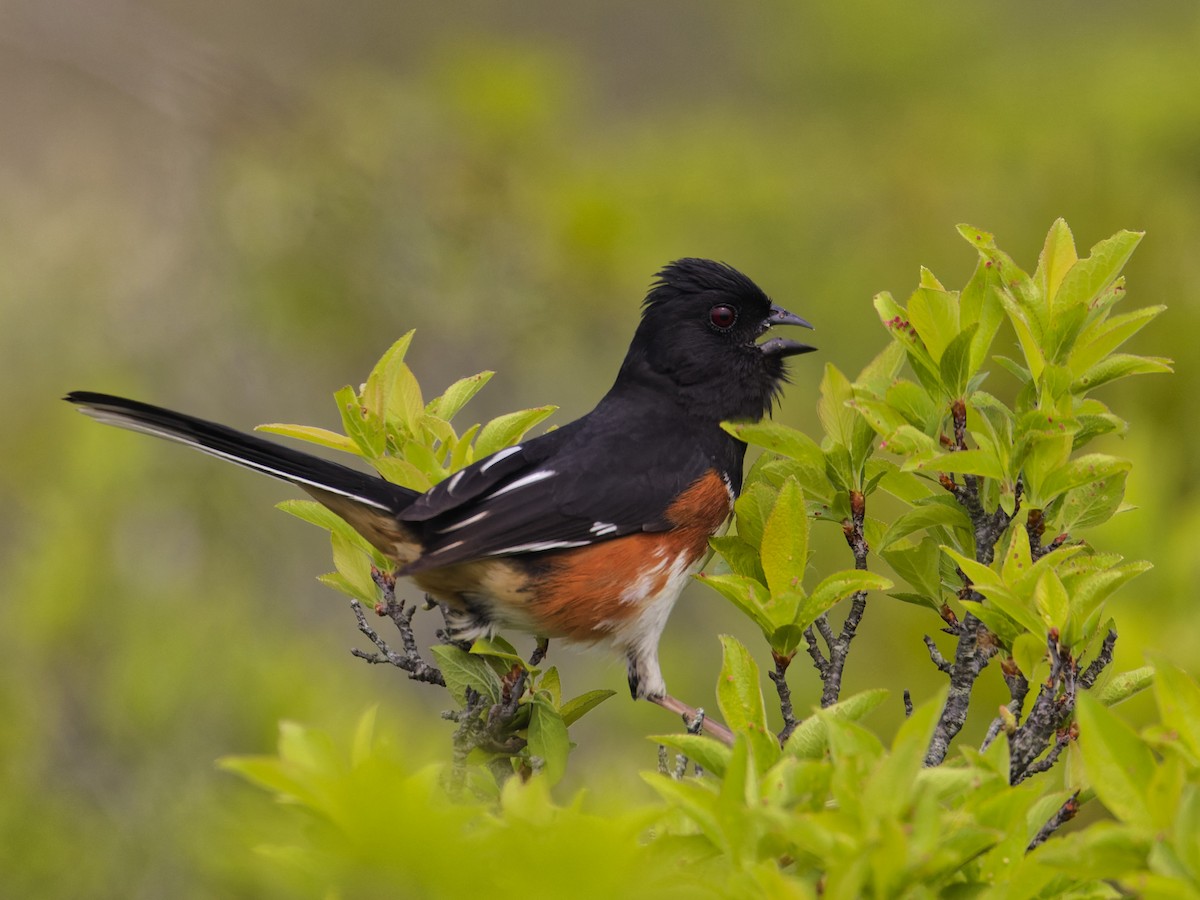 Eastern Towhee - ML620049960