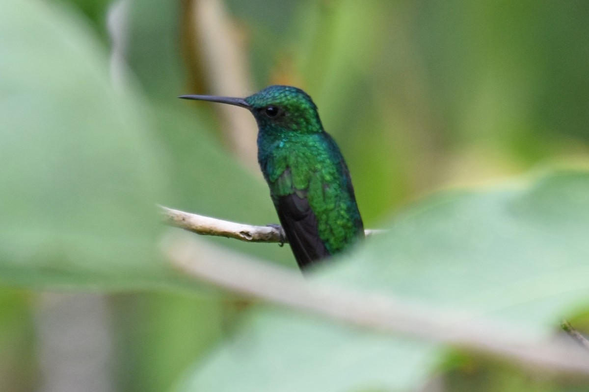 kolibřík modrobradý - ML620049961