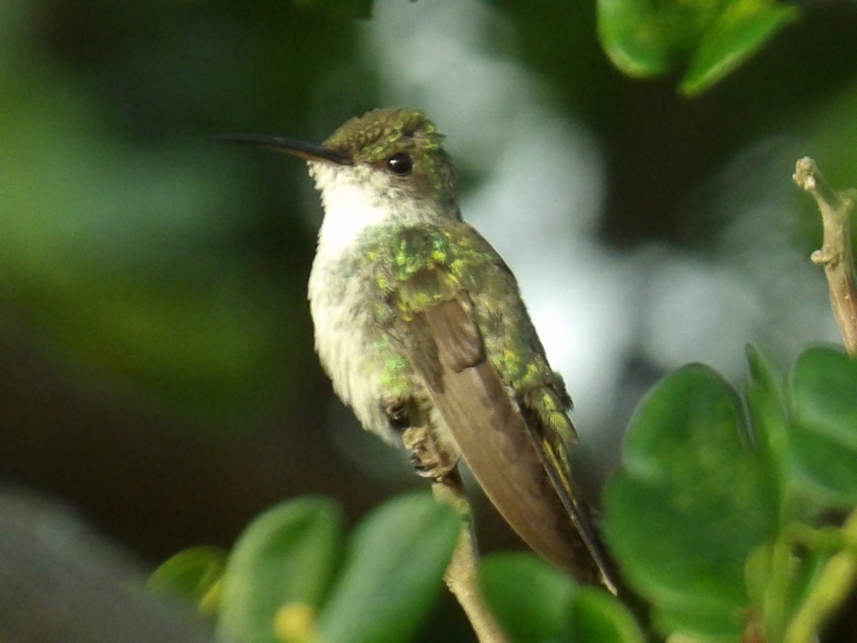 kolibřík safírovohrdlý - ML620049971