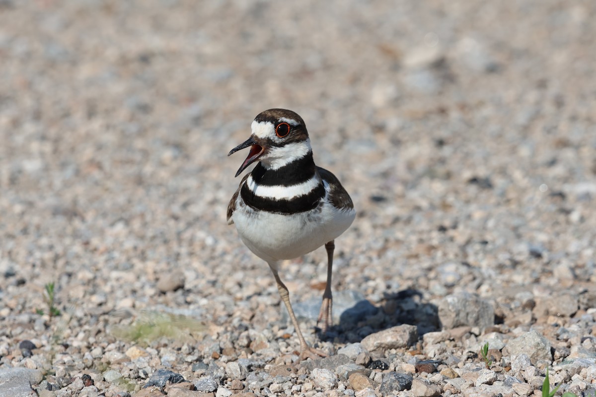 Killdeer - ML620049987