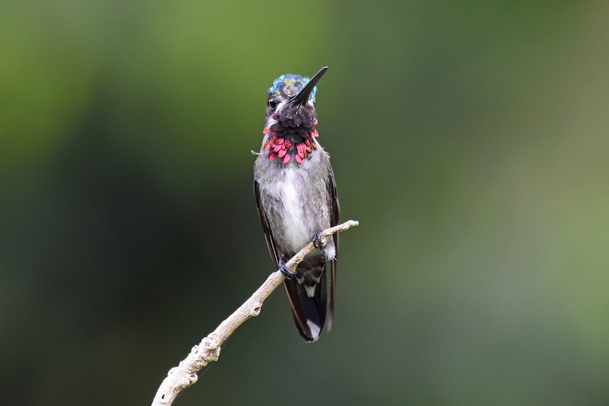 kolibřík hvězdohrdlý - ML620049989