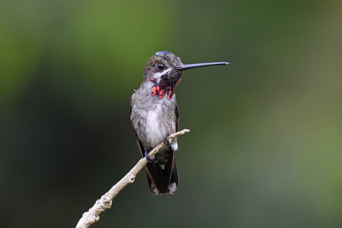 kolibřík hvězdohrdlý - ML620049990
