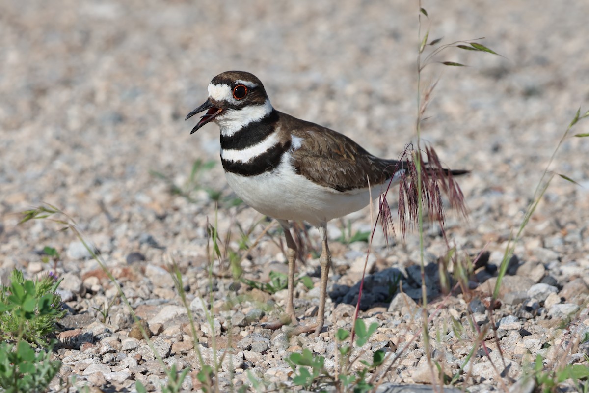 Killdeer - ML620049997