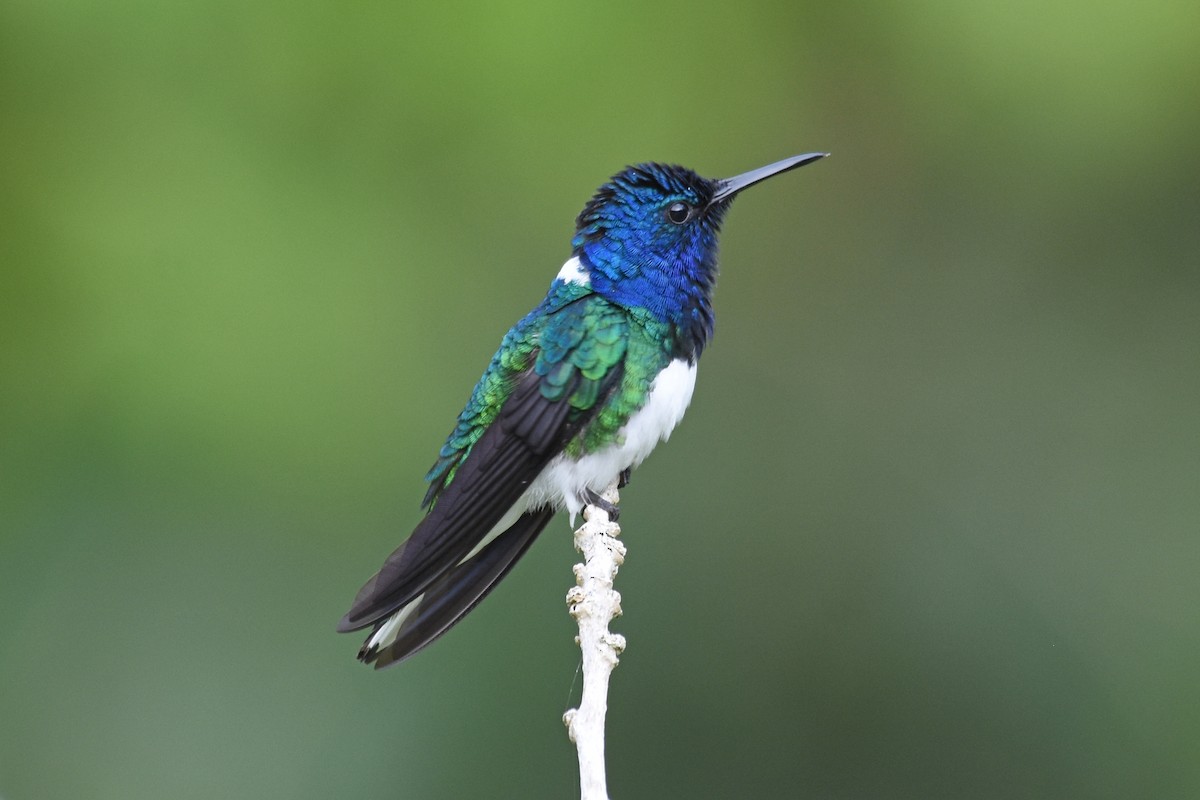 White-necked Jacobin - Janet Rathjen