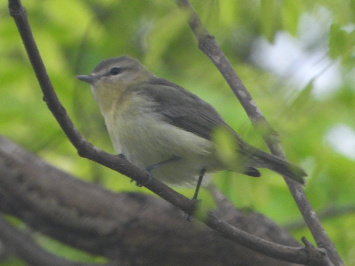 Philadelphia Vireo - ML620050018