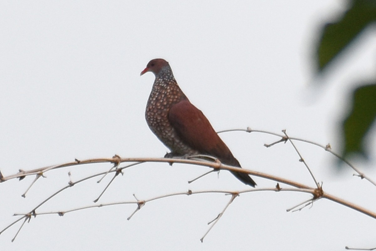 Scaled Pigeon - ML620050021