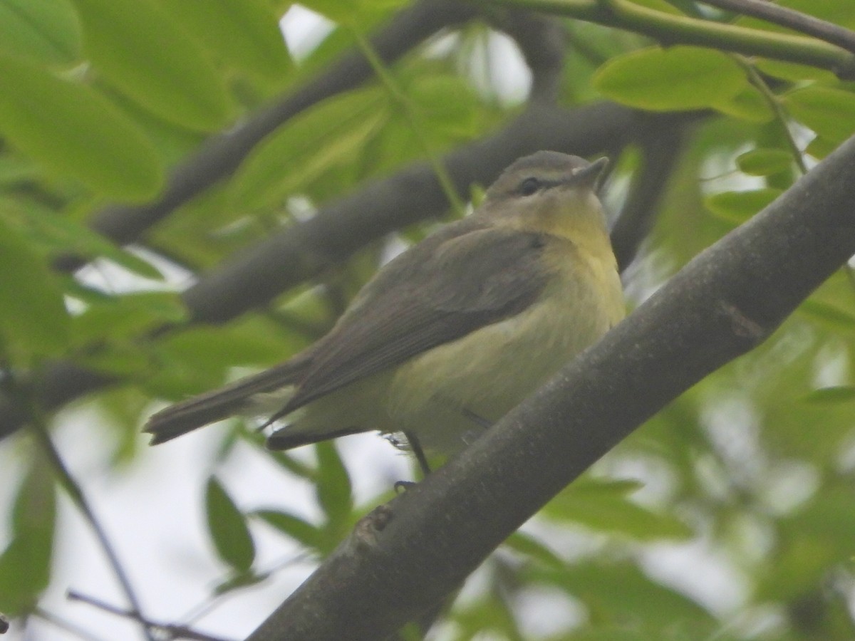 Philadelphia Vireo - ML620050025