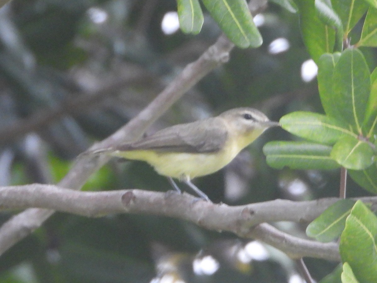 Philadelphia Vireo - ML620050031