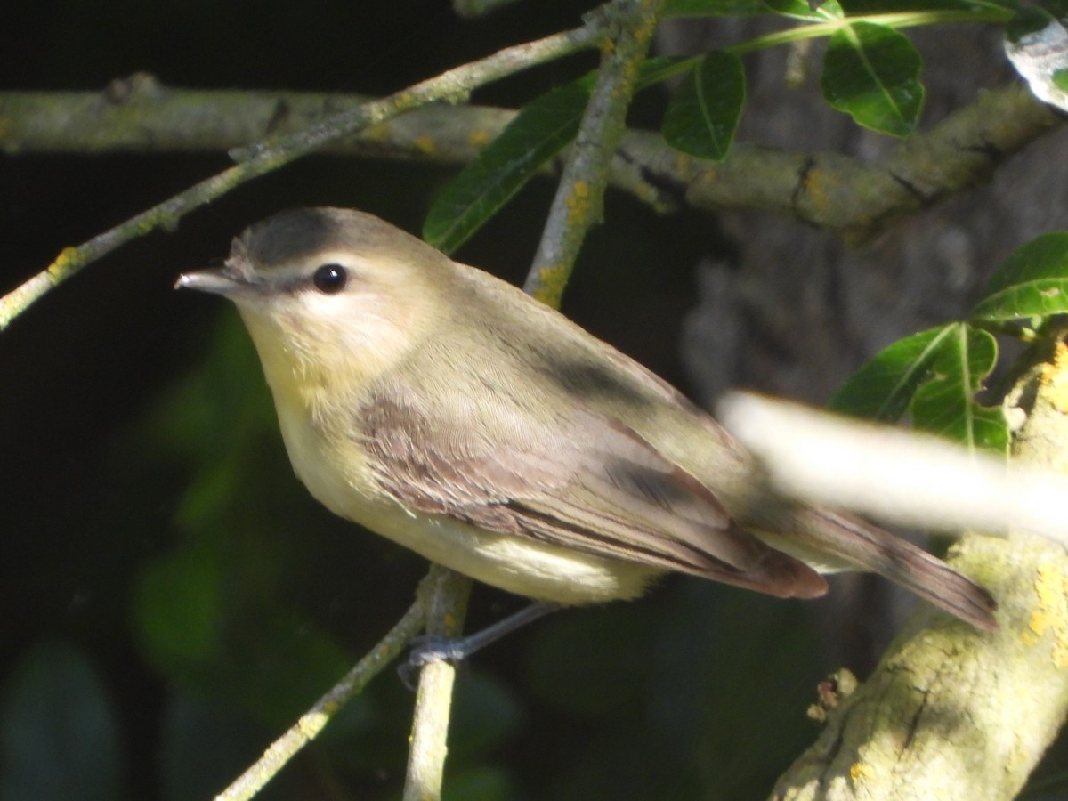 Philadelphia Vireo - ML620050034