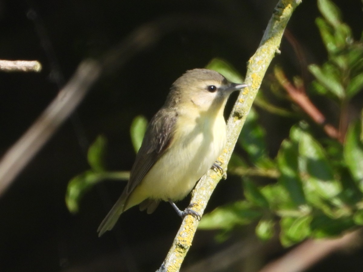 Vireo de Filadelfia - ML620050037