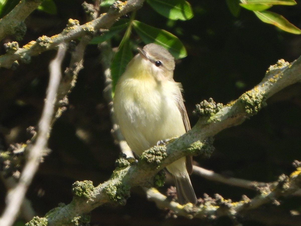 Vireo de Filadelfia - ML620050043