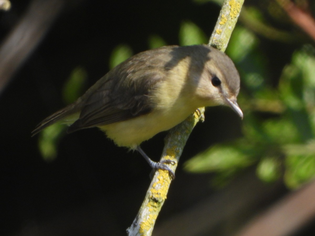 Vireo de Filadelfia - ML620050045