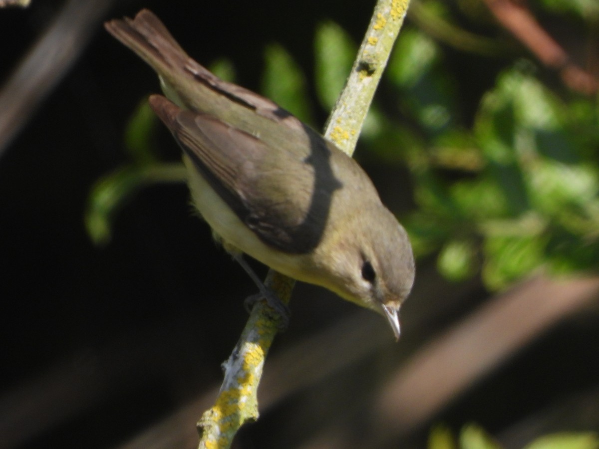 Philadelphia Vireo - ML620050046