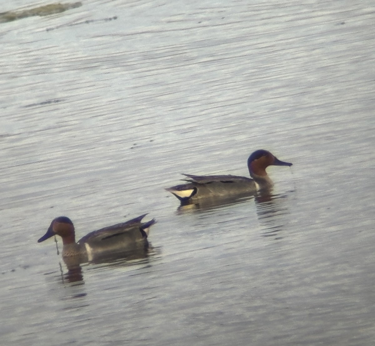 Green-winged Teal - ML620050049