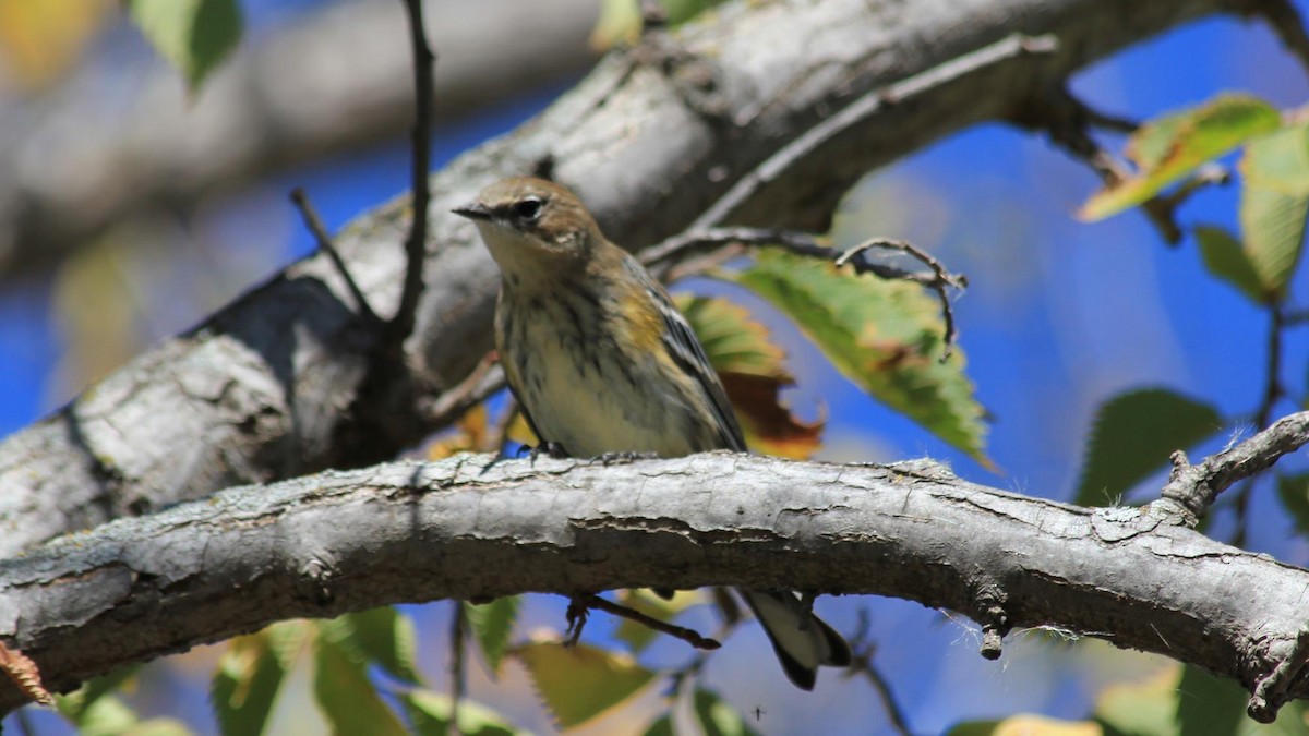 Yellow-rumped Warbler - ML620050050