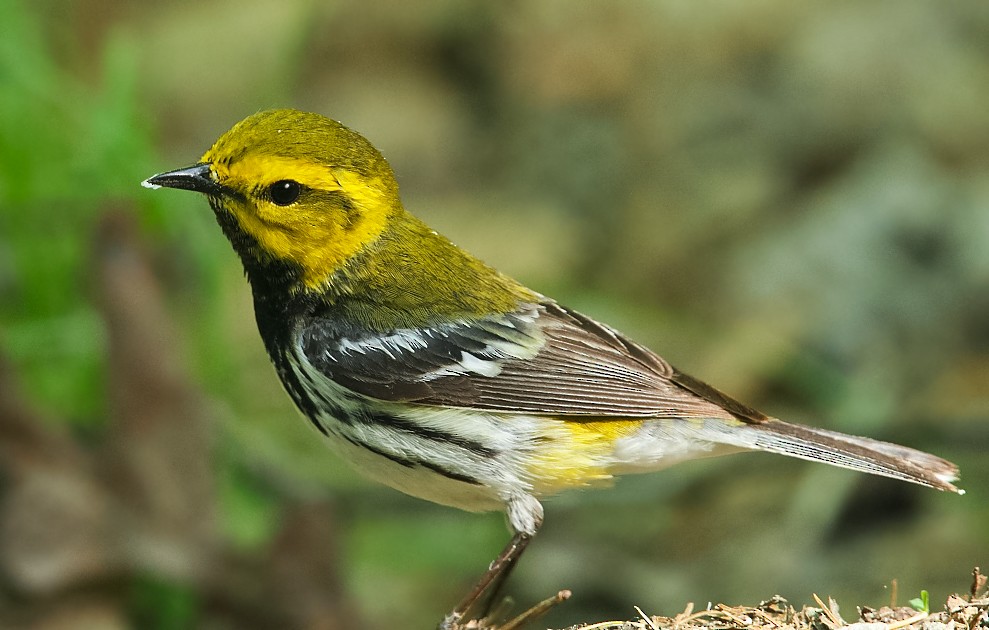 Black-throated Green Warbler - ML620050063