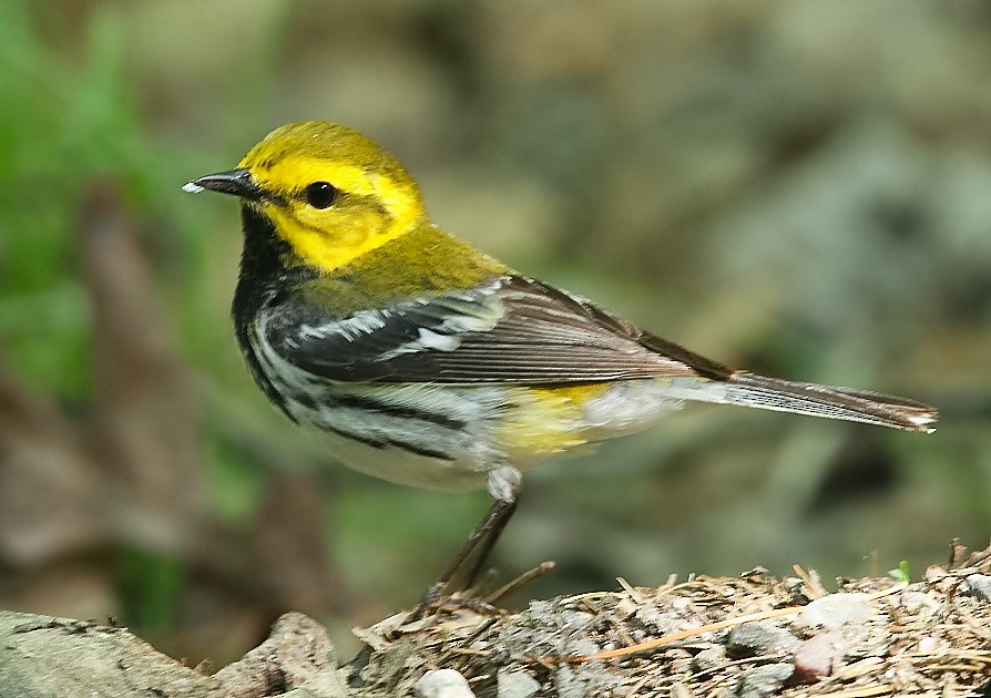 Black-throated Green Warbler - ML620050081